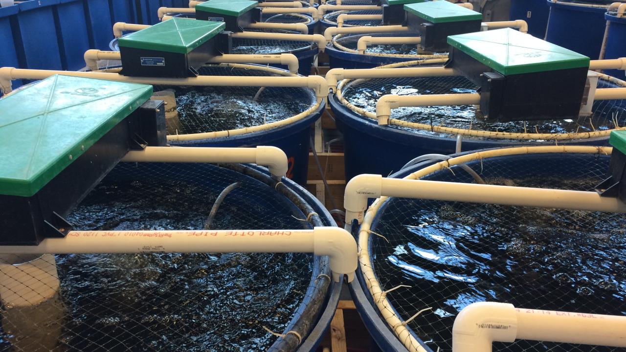 Frente a la presión ambiental, las restricciones regulatorias y la necesidad de producir alimentos de manera más eficiente, los Recirculating Aquaculture Systems (RAS) se consolidan como una de las principales apuestas tecnológicas del sector. Se trata de sistemas de cultivo en circuito cerrado que permiten reutilizar hasta el 99 % del agua, controlar de forma precisa las condiciones ambientales y reducir drásticamente el impacto sobre ecosistemas naturales.