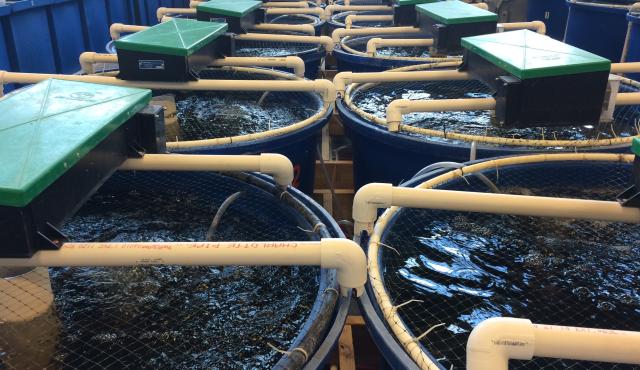 Frente a la presión ambiental, las restricciones regulatorias y la necesidad de producir alimentos de manera más eficiente, los Recirculating Aquaculture Systems (RAS) se consolidan como una de las principales apuestas tecnológicas del sector. Se trata de sistemas de cultivo en circuito cerrado que permiten reutilizar hasta el 99 % del agua, controlar de forma precisa las condiciones ambientales y reducir drásticamente el impacto sobre ecosistemas naturales.