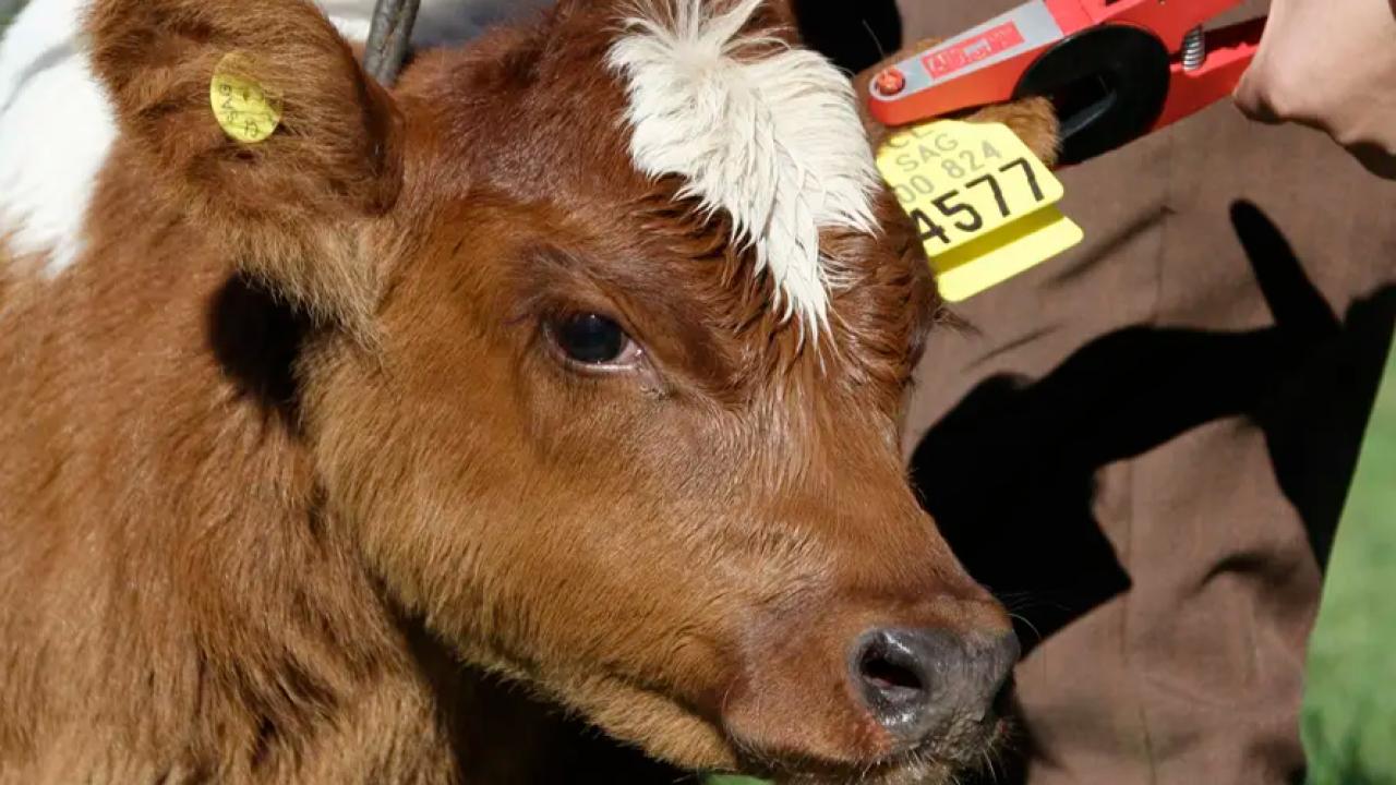 La implementación obligatoria de la trazabilidad individual del ganado en Argentina disparó un dato histórico: en enero se vendieron más de 2 millones de caravanas electrónicas, un volumen inédito que refleja el impacto inmediato de la nueva normativa sanitaria.