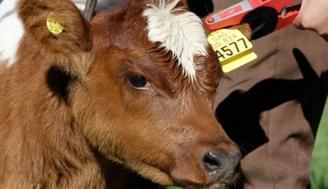 La implementación obligatoria de la trazabilidad individual del ganado en Argentina disparó un dato histórico: en enero se vendieron más de 2 millones de caravanas electrónicas, un volumen inédito que refleja el impacto inmediato de la nueva normativa sanitaria.