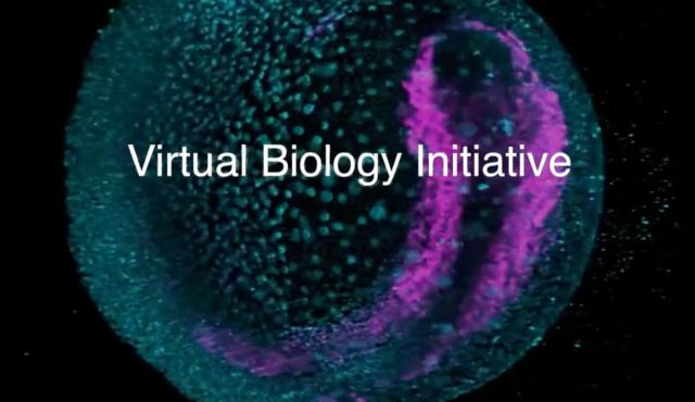 La organización sin fines de lucro Biohub, liderada por Mark Zuckerberg y Priscilla Chan, destinará 500 millones de dólares en los próximos cinco años para desarrollar simulaciones de inteligencia artificial del cuerpo humano, según informó Axios en exclusiva.