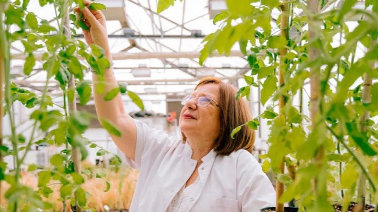 La especialista en agrobiotecnología fue distinguida por sus investigaciones sobre genes vegetales capaces de mejorar la tolerancia de cultivos como trigo, maíz, arroz y soja frente a sequías, inundaciones y otros efectos del estrés ambiental.