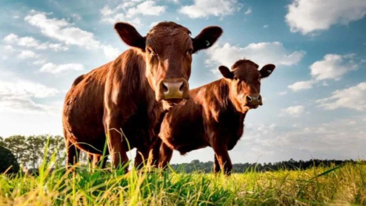 Un equipo del CONICET logró describir la estrategia de resistencia de Tritrichomonas foetus, el parásito que causa la tritricomonosis bovina. El avance puede ser clave para mejorar el control sanitario de los rodeos, reducir pérdidas reproductivas y desarrollar nuevas herramientas para la producción ganadera.