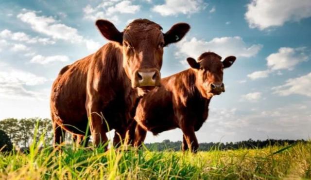 Un equipo del CONICET logró describir la estrategia de resistencia de Tritrichomonas foetus, el parásito que causa la tritricomonosis bovina. El avance puede ser clave para mejorar el control sanitario de los rodeos, reducir pérdidas reproductivas y desarrollar nuevas herramientas para la producción ganadera.