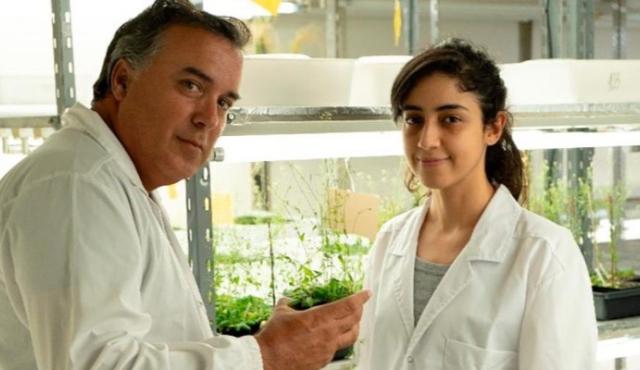 Un equipo internacional de científicos, con participación de investigadores del CONICET, descubrió cómo una bacteria que vive en el interior de las raíces puede mejorar la capacidad de las plantas para enfrentar la falta de agua. El hallazgo abre una posible vía para desarrollar bioinsumos de bajo costo y menor impacto ambiental destinados a cultivos expuestos a condiciones de sequía.