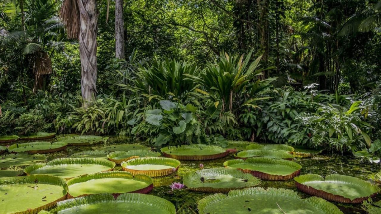 Una nueva iniciativa internacional busca utilizar inteligencia artificial, imágenes satelitales, cámaras, sensores acústicos y análisis de ADN ambiental para monitorear los cambios en la biodiversidad de la Amazonía a una escala hasta ahora difícil de alcanzar.