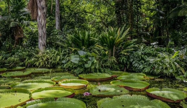 Una nueva iniciativa internacional busca utilizar inteligencia artificial, imágenes satelitales, cámaras, sensores acústicos y análisis de ADN ambiental para monitorear los cambios en la biodiversidad de la Amazonía a una escala hasta ahora difícil de alcanzar.