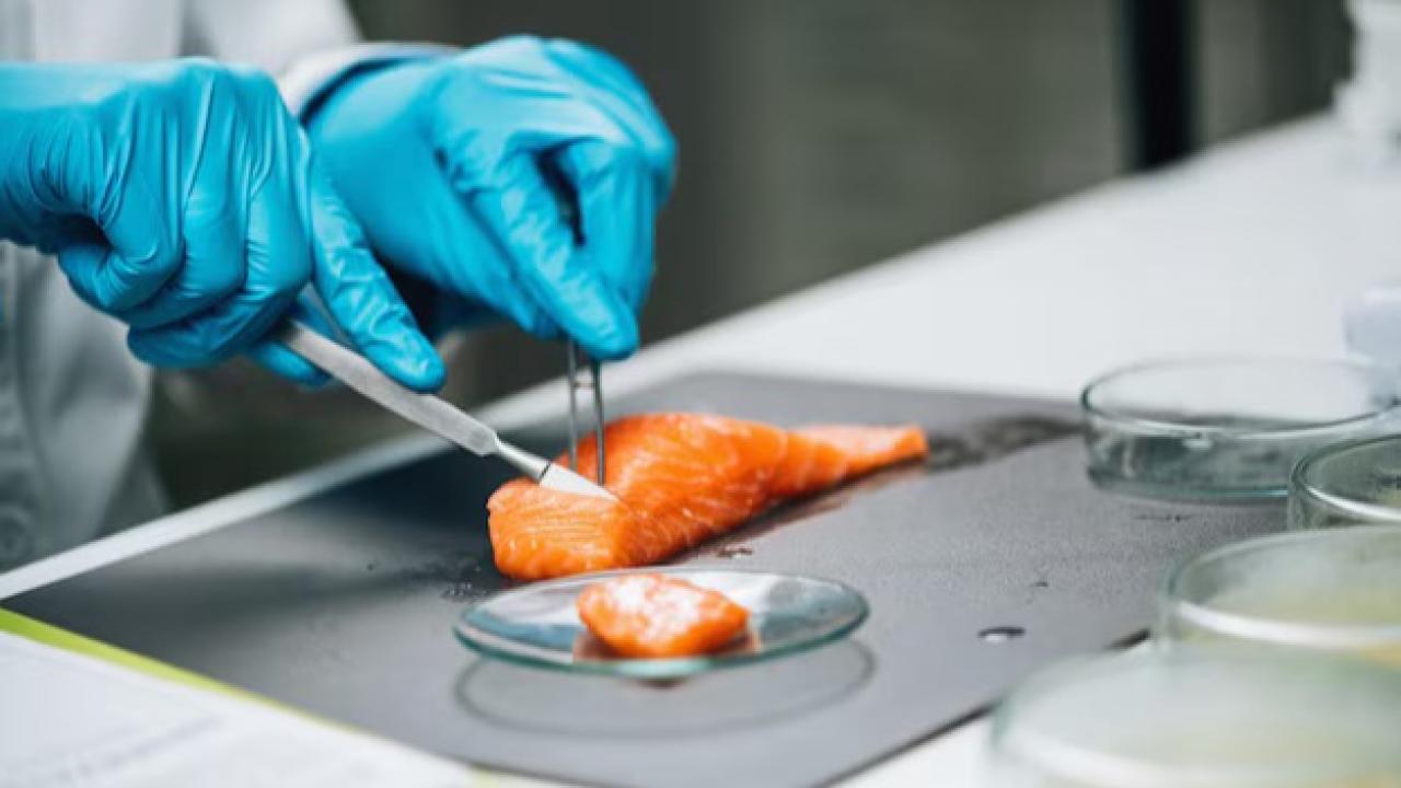 Wildtype, una empresa estadounidense de tecnología alimentaria, ha marcado un hito histórico al convertirse en la primera compañía en obtener la aprobación regulatoria de la Administración de Alimentos y Medicamentos de EE. UU. (FDA) para comercializar su salmón coho cultivado. 