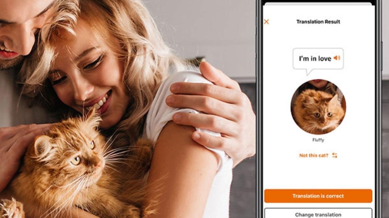 ¿Alguna vez te preguntaste qué significa ese maullido particular de tu gato? ¿Es hambre, un pedido de mimos o simplemente un “déjame en paz”? Para muchos dueños de felinos, descifrar el lenguaje de sus mascotas es un misterio. 