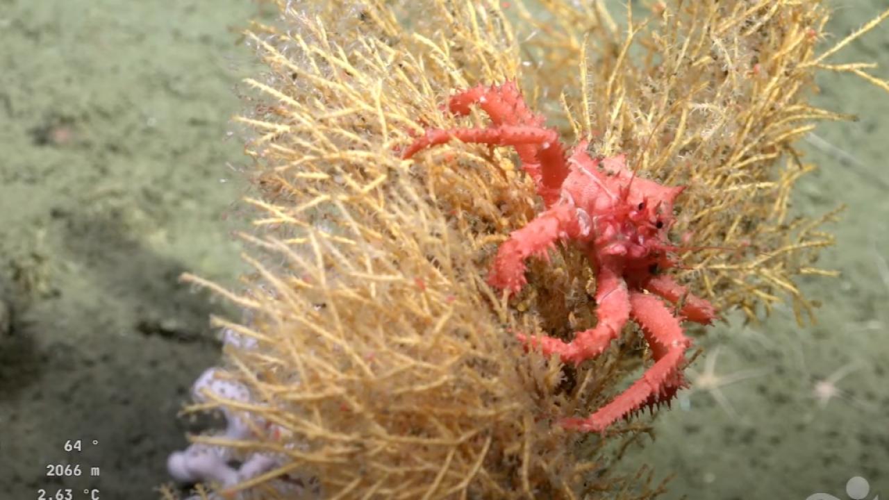 Investigadores del CONICET, junto al Schmidt Ocean Institute, llevan adelante la campaña científica “Underwater Oases of Mar del Plata Canyon: Talud Continental IV”. Esta misión explora el Cañón submarino de Mar del Plata, una región de alta biodiversidad aún casi desconocida en el Atlántico Sur  .



