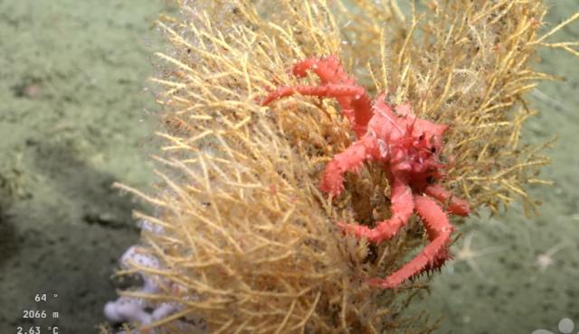 Investigadores del CONICET, junto al Schmidt Ocean Institute, llevan adelante la campaña científica “Underwater Oases of Mar del Plata Canyon: Talud Continental IV”. Esta misión explora el Cañón submarino de Mar del Plata, una región de alta biodiversidad aún casi desconocida en el Atlántico Sur  .



