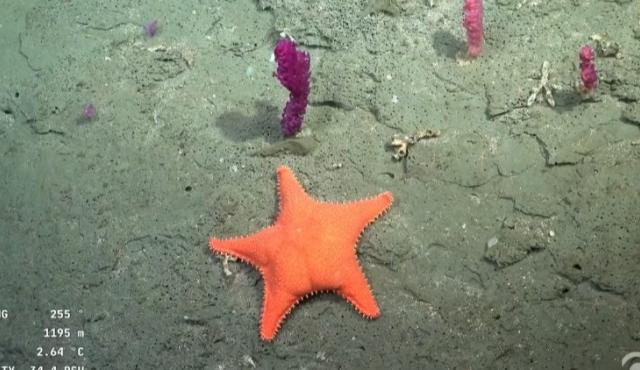 Cámaras 4K, brazos robóticos, ADN ambiental y transmisiones satelitales en vivo: así funciona la expedición científica que revela ecosistemas ocultos en el Talud Continental del Cañón de Mar del Plata.

