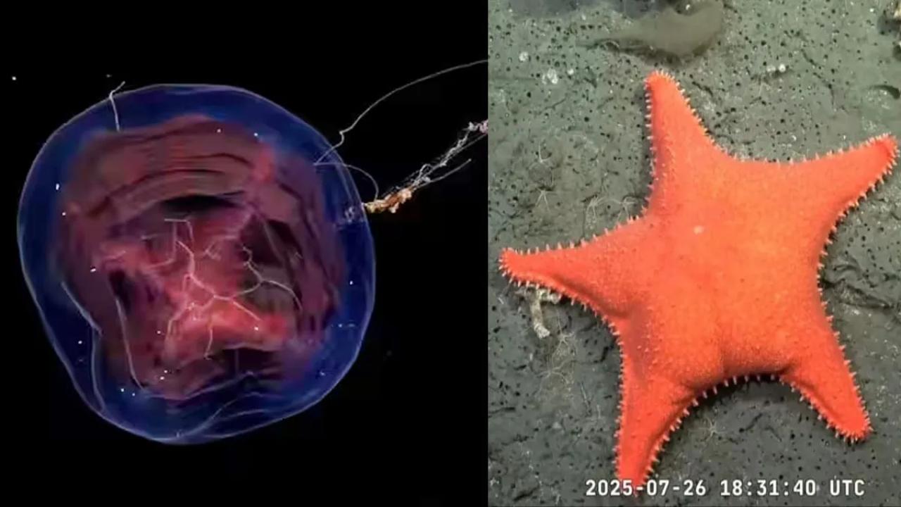 Con miles de espectadores en vivo y millones de visualizaciones acumuladas, el canal de transmisión científica del CONICET se convirtió en el contenido más visto del país, superando incluso a grandes medios y figuras del entretenimiento. ¿Por qué tanta gente está mirando ciencia?
