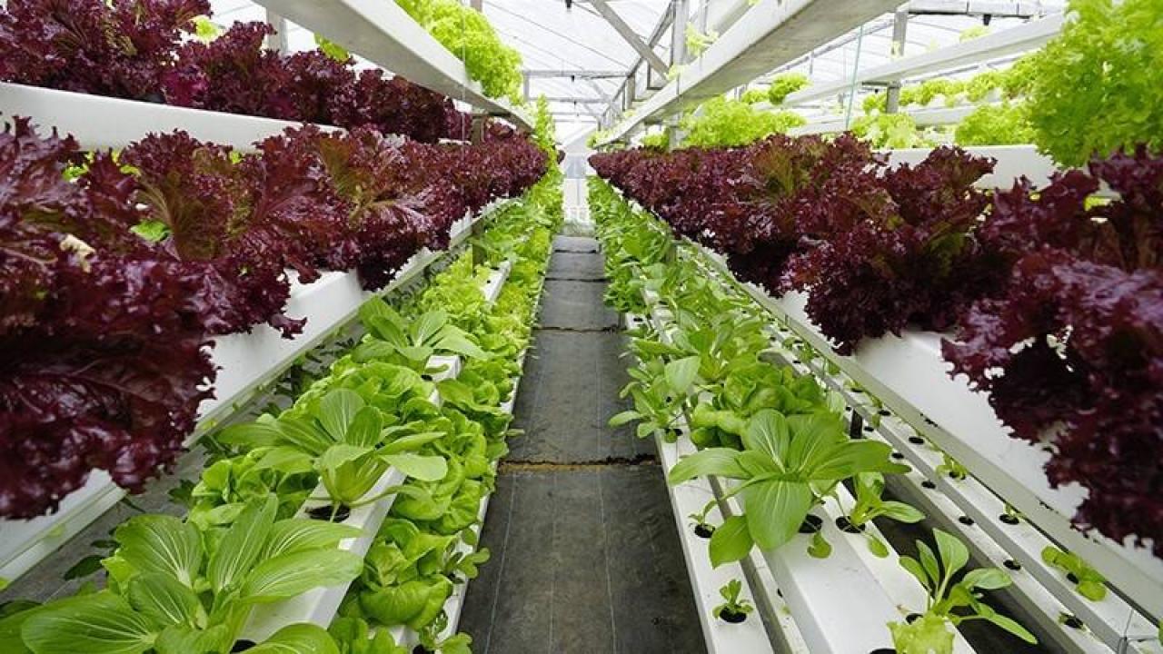 Granjas urbanas inteligentes producen alimentos más frescos y nutritivos. Sistemas con sensores IoT y control climático permiten producir hortalizas frescas todo el año, reduciendo transporte y mejorando la calidad nutricional.



