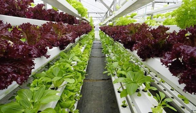 Granjas urbanas inteligentes producen alimentos más frescos y nutritivos. Sistemas con sensores IoT y control climático permiten producir hortalizas frescas todo el año, reduciendo transporte y mejorando la calidad nutricional.


