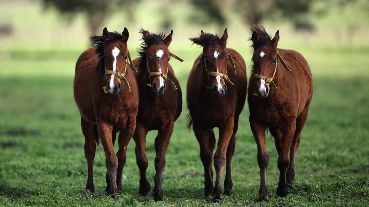 Delicados potrillos con mayor velocidad nacidos mediante edición genética con CRISPR desafían las tradiciones del polo argentino, generando un intenso debate sobre ética, regulación y el futuro del deporte nacional.
