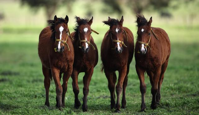 Delicados potrillos con mayor velocidad nacidos mediante edición genética con CRISPR desafían las tradiciones del polo argentino, generando un intenso debate sobre ética, regulación y el futuro del deporte nacional.
