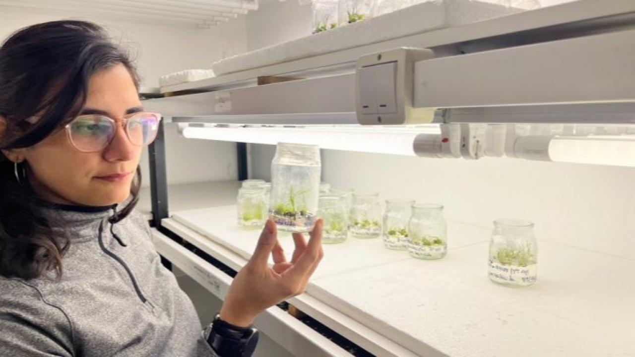 Investigadores del CONICET lograron modificar genéticamente la variedad de cebada Andreia para aumentar su contenido de almidón degradable y optimizar la fermentación. 