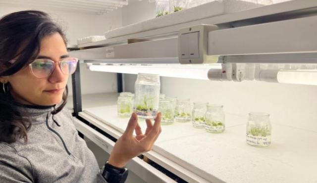 Investigadores del CONICET lograron modificar genéticamente la variedad de cebada Andreia para aumentar su contenido de almidón degradable y optimizar la fermentación. 