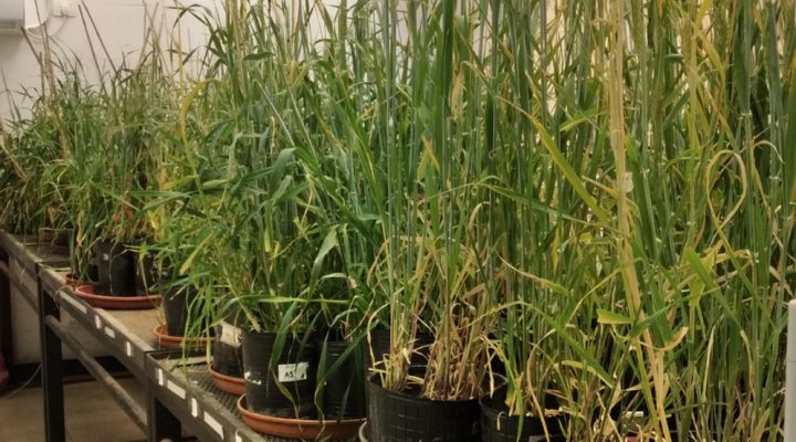 Plantas de la generación T2, tanto wild type (no modificadas) como transgénicas, en una cámara de cultivo.