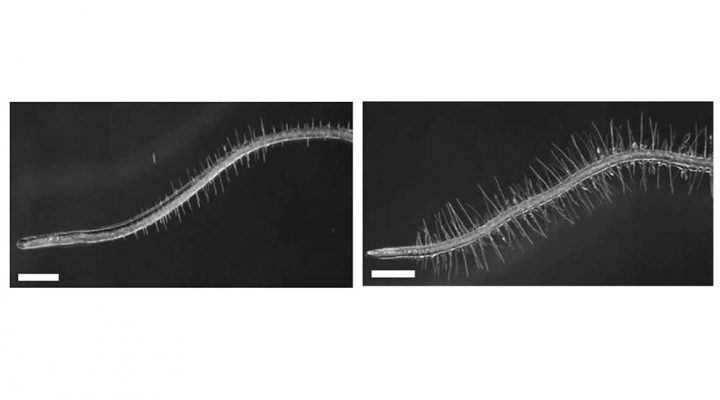 Foto representativa de una ra&iacute;z sin bacteria (izq.) y una ra&iacute;z con la presencia de Flavo98 (der.). Se resalta el crecimiento de los pelos radicales. Cr&eacute;ditos: Arezoo Rahimi y Salma Balazadeh.