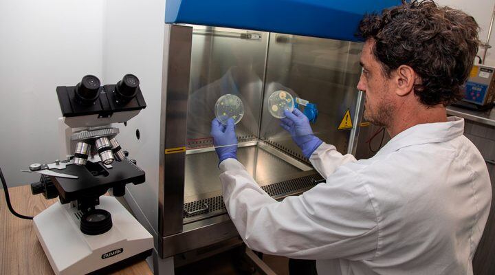 Paulo Maffía analizando smicroorganismos resistentes en una cabina de seguridad biológica. Créditos: Juan Canella / Universidad Nacional de Hurlingham