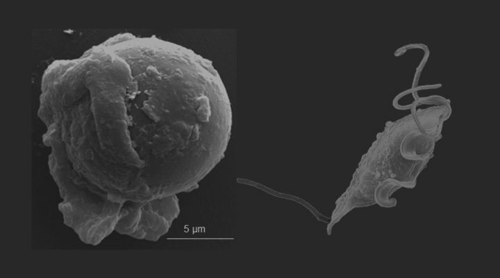 A la izquierda, Tritrichomonas foetus enquistado. A la derecha, en condiciones normales, cuando no est&aacute; sometido a situaciones de estr&eacute;s. Foto: gentileza investigadora
