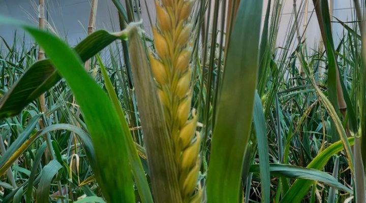 Detalle de una espiga de planta transgénica en crecimiento dentro de la cámara de cultivo. Fotos: gentileza investigadores.